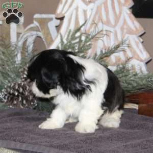 Amber, Shih Tzu Puppy